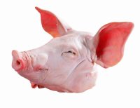 FRESH PIG’S HEAD (WHOLE)
